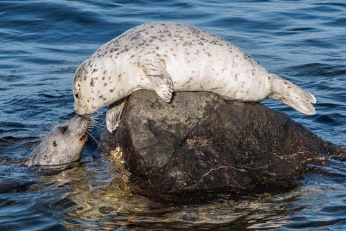 Harbor Seal