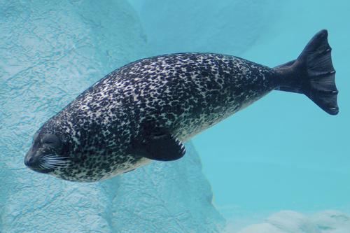 Harbor Seal