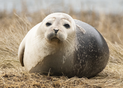 Harbor Seal