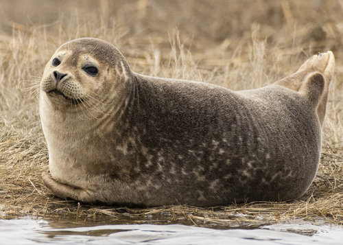 Harbor Seal
