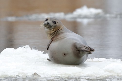Harbor Seal