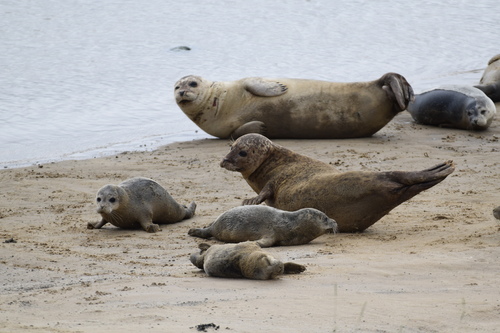 Harbor Seal
