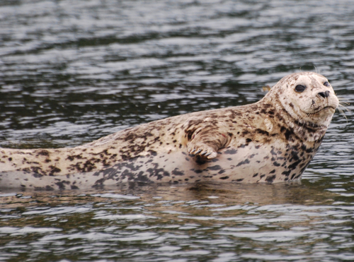 Harbor Seal