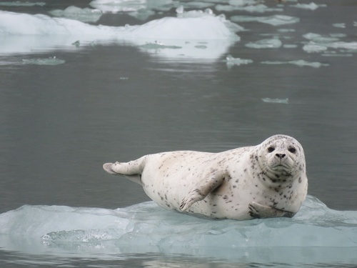 Harbor Seal