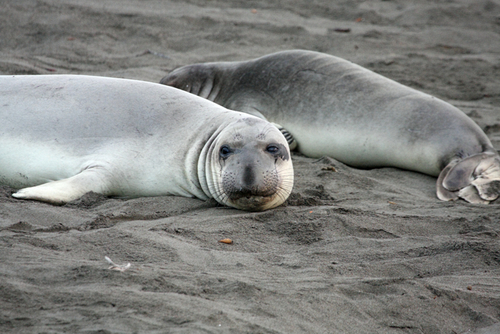 Northern Elephant Seal