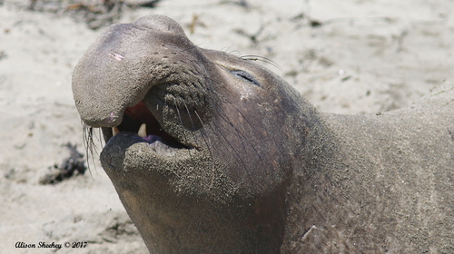 Northern Elephant Seal