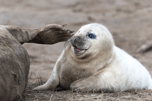 Grey Seal