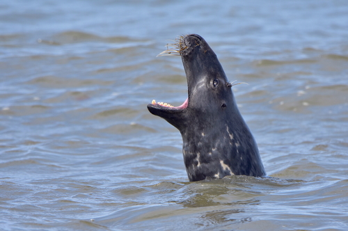 Grey Seal