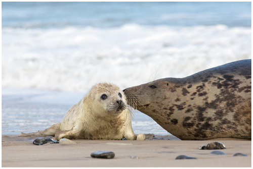 Grey Seal