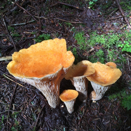 Scaly Chanterelle