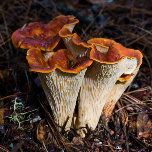 Scaly Chanterelle