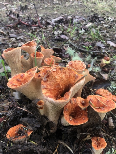 Scaly Chanterelle