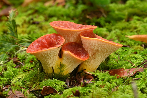 Scaly Chanterelle