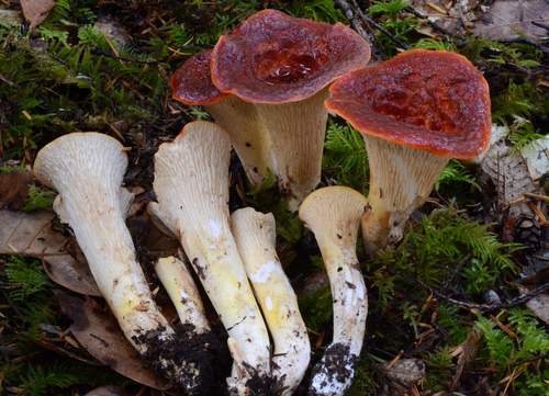 Scaly Chanterelle