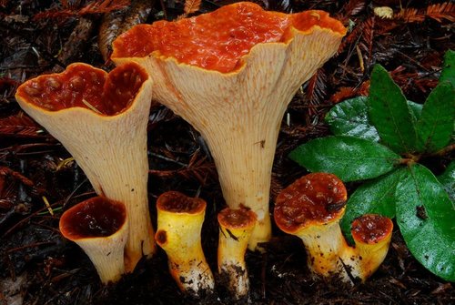 Scaly Chanterelle