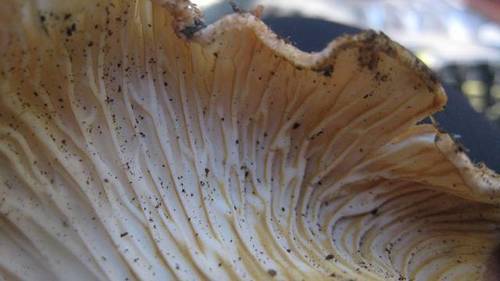 Scaly Chanterelle