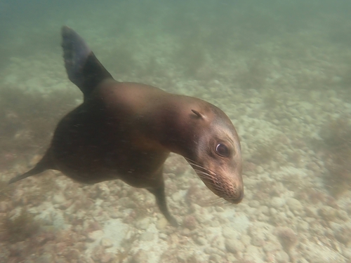 California Sea Lion