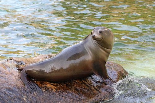 California Sea Lion