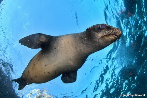 California Sea Lion