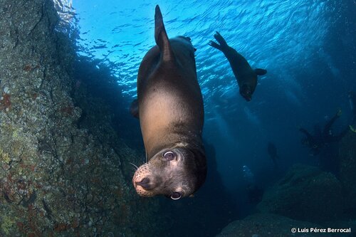 California Sea Lion