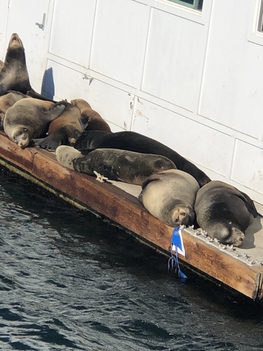 California Sea Lion