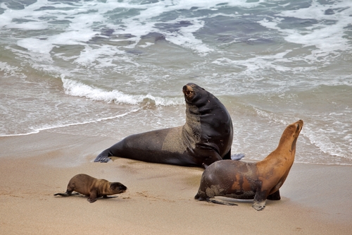 California Sea Lion