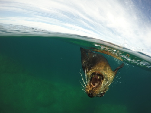 California Sea Lion