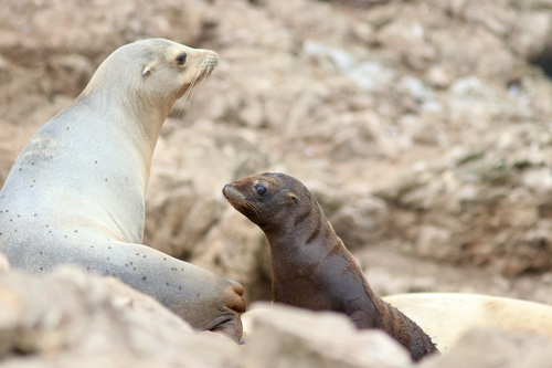 California Sea Lion