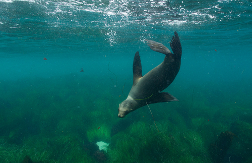 California Sea Lion