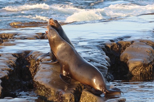 California Sea Lion