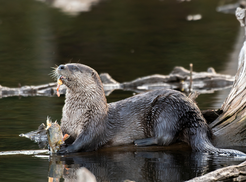North American River Otter