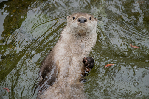 North American River Otter