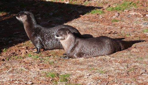 North American River Otter