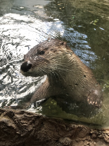 North American River Otter