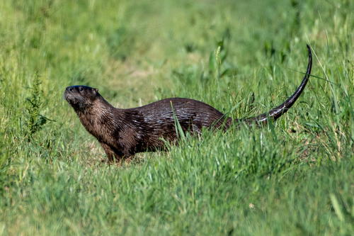 North American River Otter
