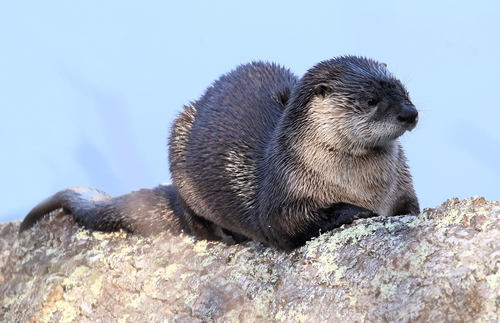 North American River Otter