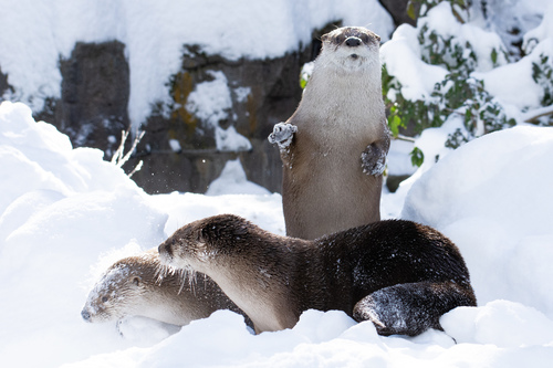 North American River Otter