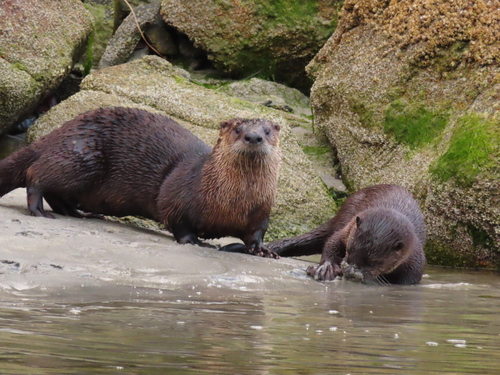 North American River Otter