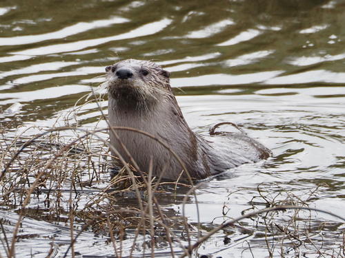 North American River Otter