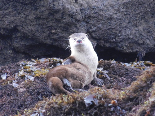North American River Otter