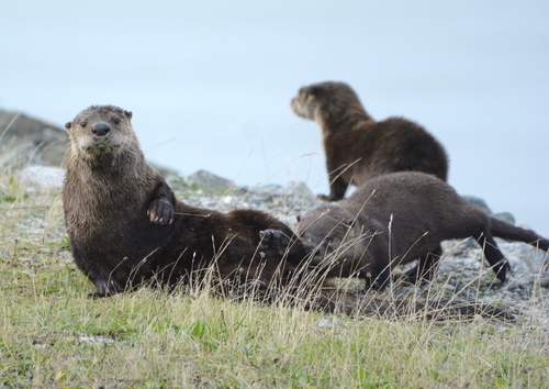 North American River Otter