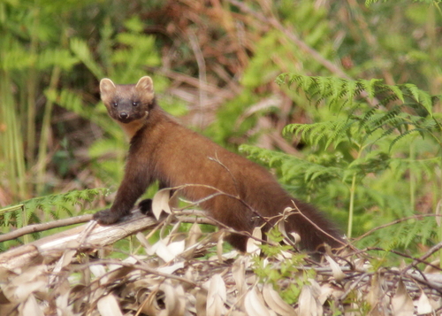 Martens