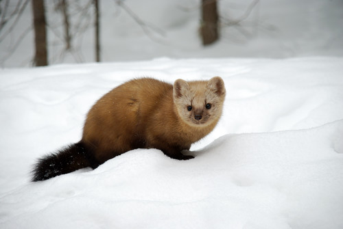 Martens