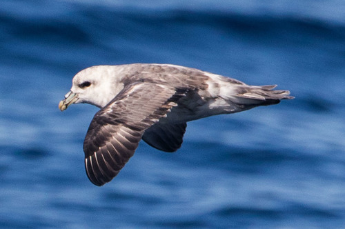 Northern Fulmar