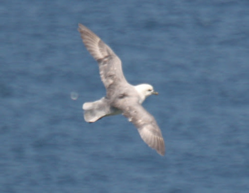 Northern Fulmar