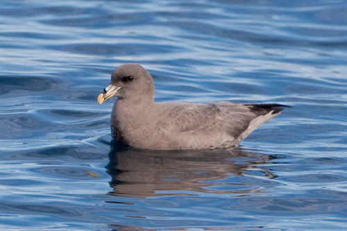 Northern Fulmar