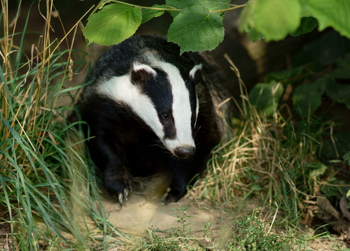 Eurasian Badgers