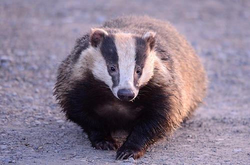 Eurasian Badgers