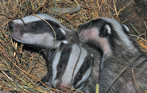 Eurasian Badgers