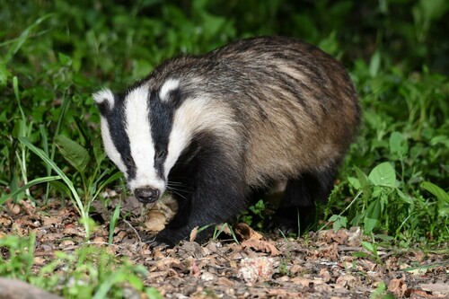 Eurasian Badgers